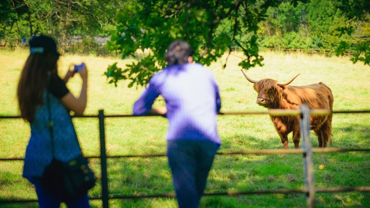 A man and women looking at a Highland Cow in Pollok Country Park