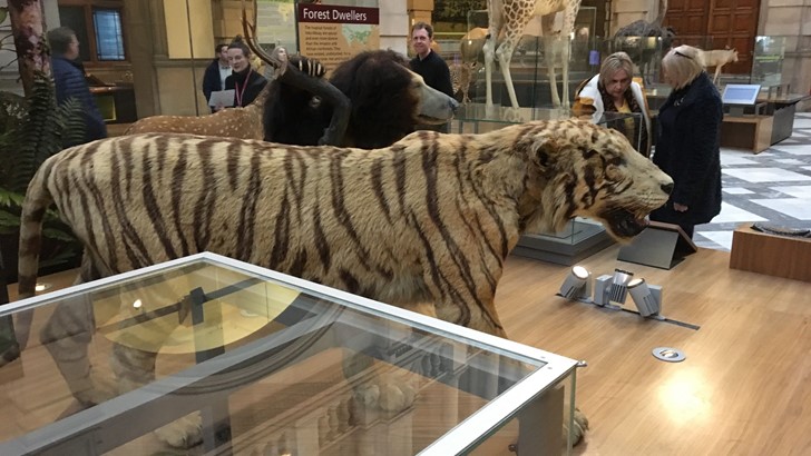 visitors wandering a room in a museum filled with wild animals 